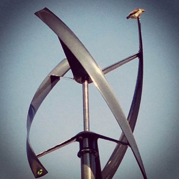Waiting for football? A hawk sits atop a wind turbine at Lincoln Financial Field.
