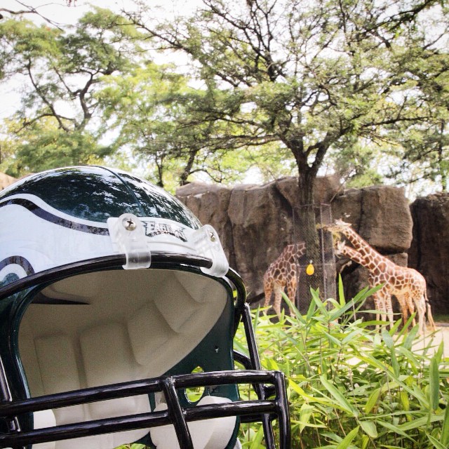 Helmet Hunt Hint #36: Impressive headwear with impressive giraffes at the @philadelphiazoo. Join the hunt for a chance to win BIG: http://phieagl.es/helmethunt